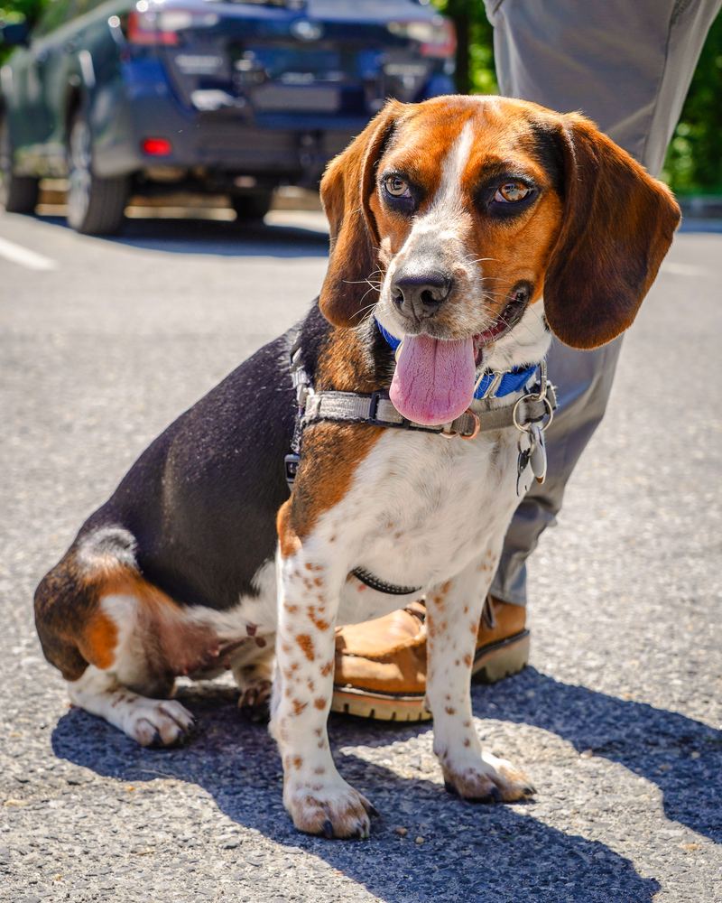 Close up of Riley the beagle on leash, pet portrait by Campbell Shepard, Frederick, MD