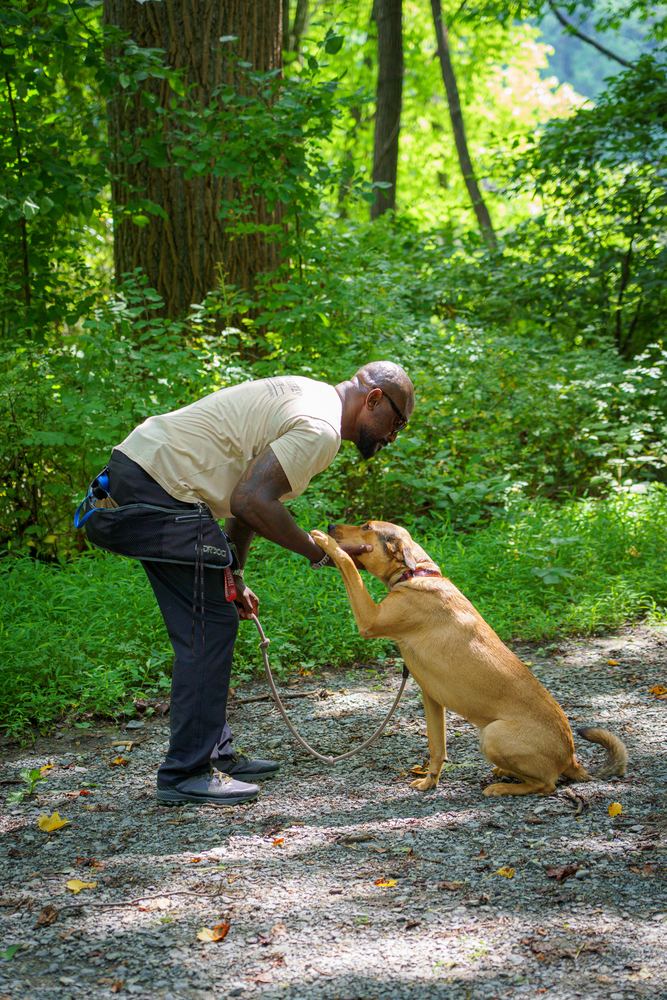 Local dog handler at Salty Chief K-9 bending toward a seated tan dog on a wooded path