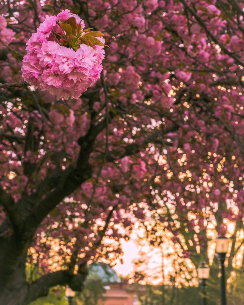Cherry blossom tree at sunset, fine art landscape photograph by Campbell Shepard, Frederick, MD