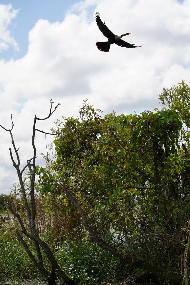 Anhinga in flight over marsh brush against a cloudy sky, nature photograph by Campbell Shepard