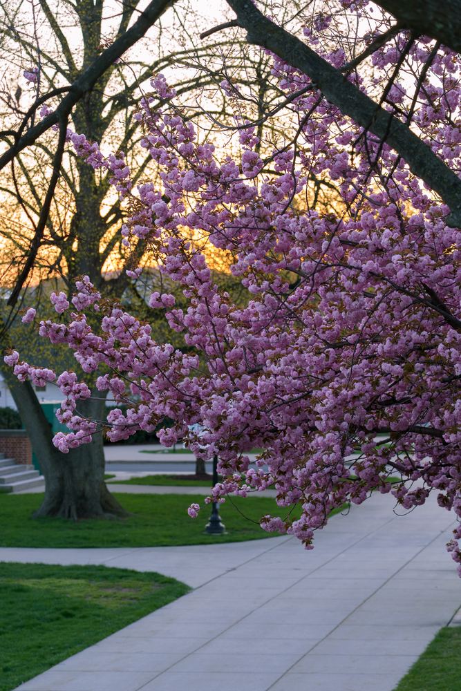 Cherry blossoms framing a campus walkway at sunset, Frederick, MD, landscape photograph by Campbell Shepard