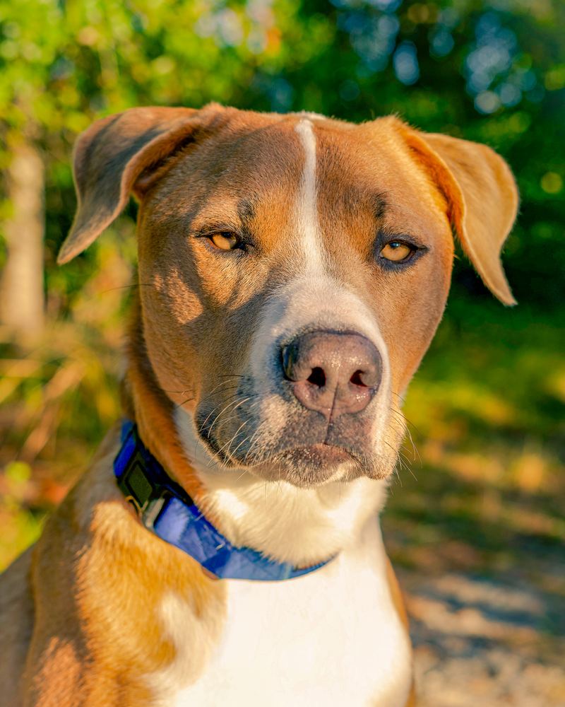 Headshot of Nova the dog wearing a blue collar, pet portrait photography by Campbell Shepard, Frederick, MD