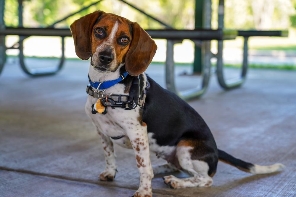 Reilly the beagle under a pavilion, pet photography by Campbell Shepard, Frederick, MD