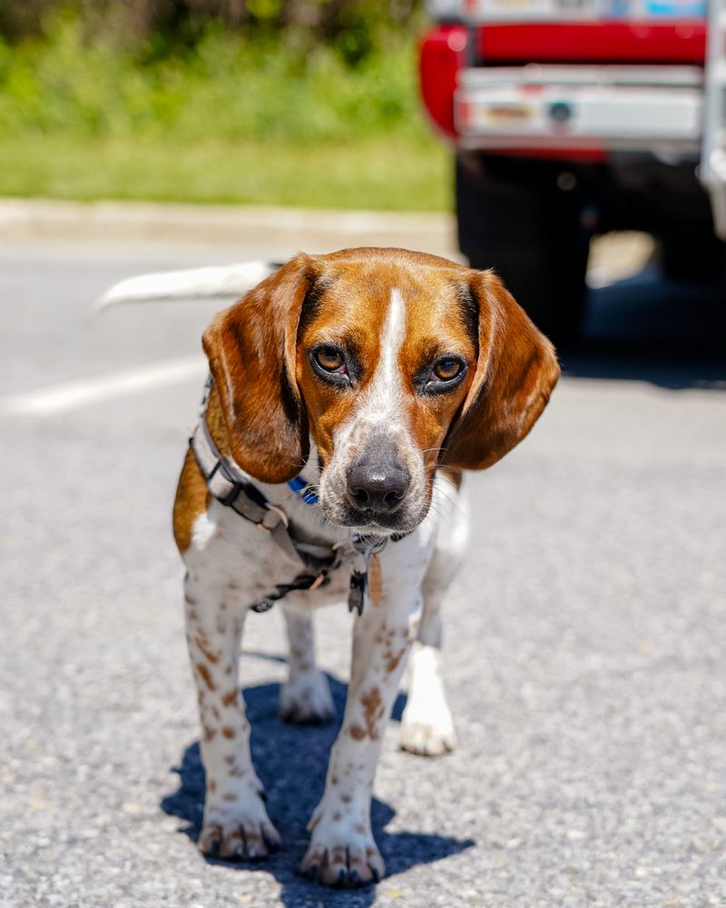 Reilly the beagle standing on pavement, pet portrait by Campbell Shepard, Frederick, MD photographer