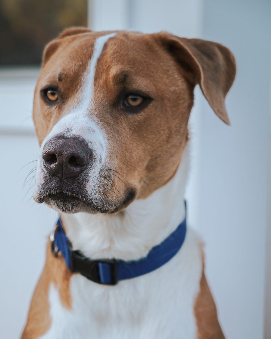 Nova, a brown and white dog in a blue collar, looking past the camera