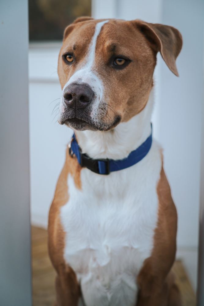 Close up portrait of a tan and white dog in a blue collar on a porch, pet photography by Campbell Shepard, Frederick, MD