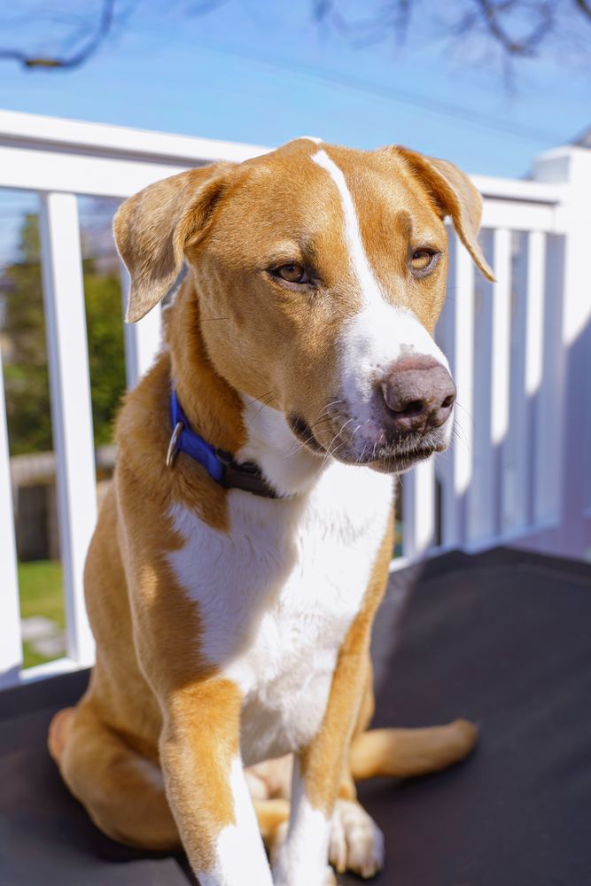 Tan and white dog sitting on a sunny deck, pet portrait by Campbell Shepard, Frederick, MD