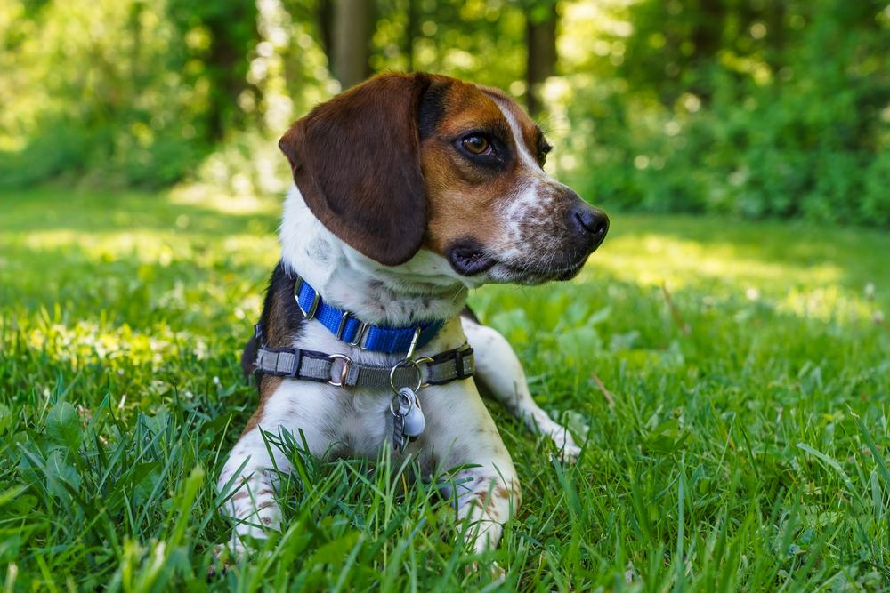 Beagle lying in the grass at a Frederick, MD park, pet portrait by Campbell Shepard