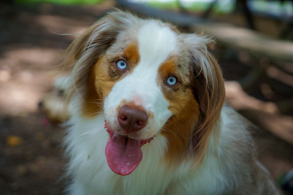 Brown and white dog with blue eyes looking toward the camera