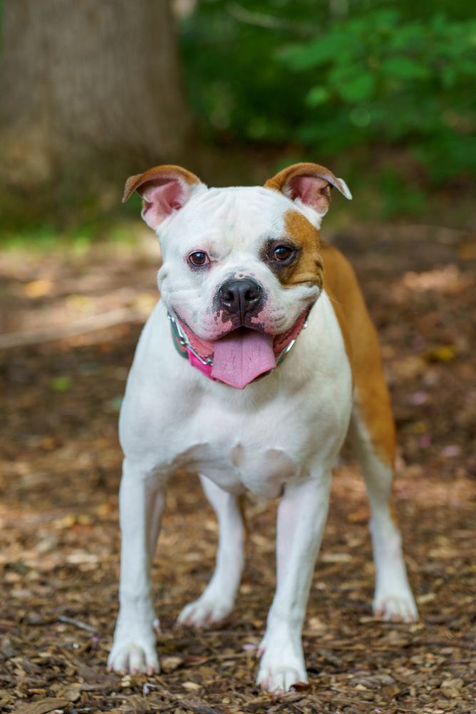 White and brown dog standing on a wooded path